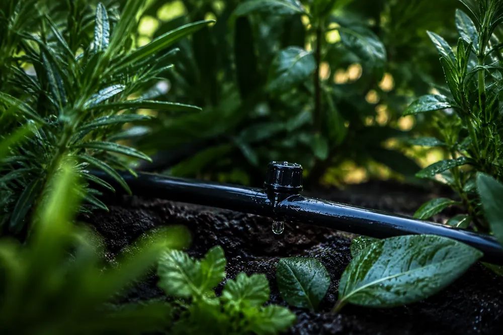 Sistema de riego automatico por goteo entre plantas verdes